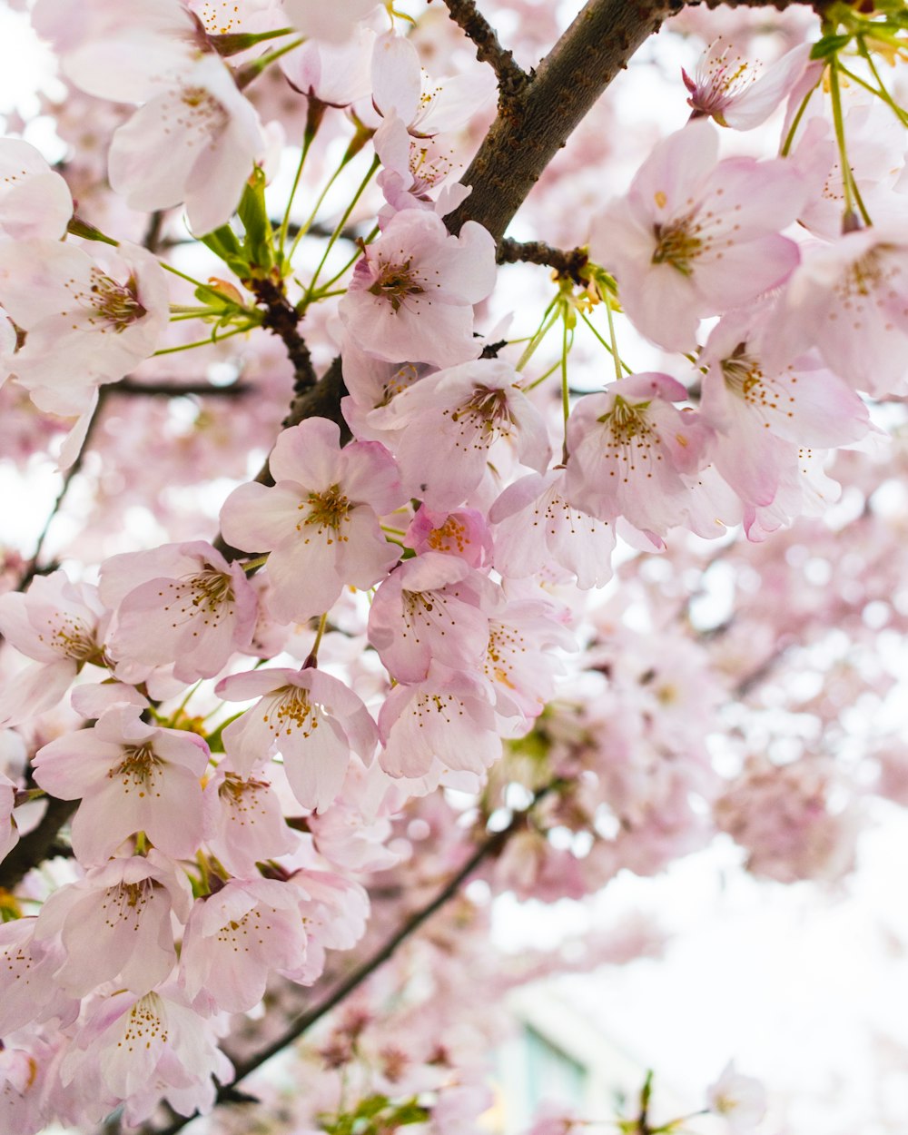 closeup photo of pink petaled flower