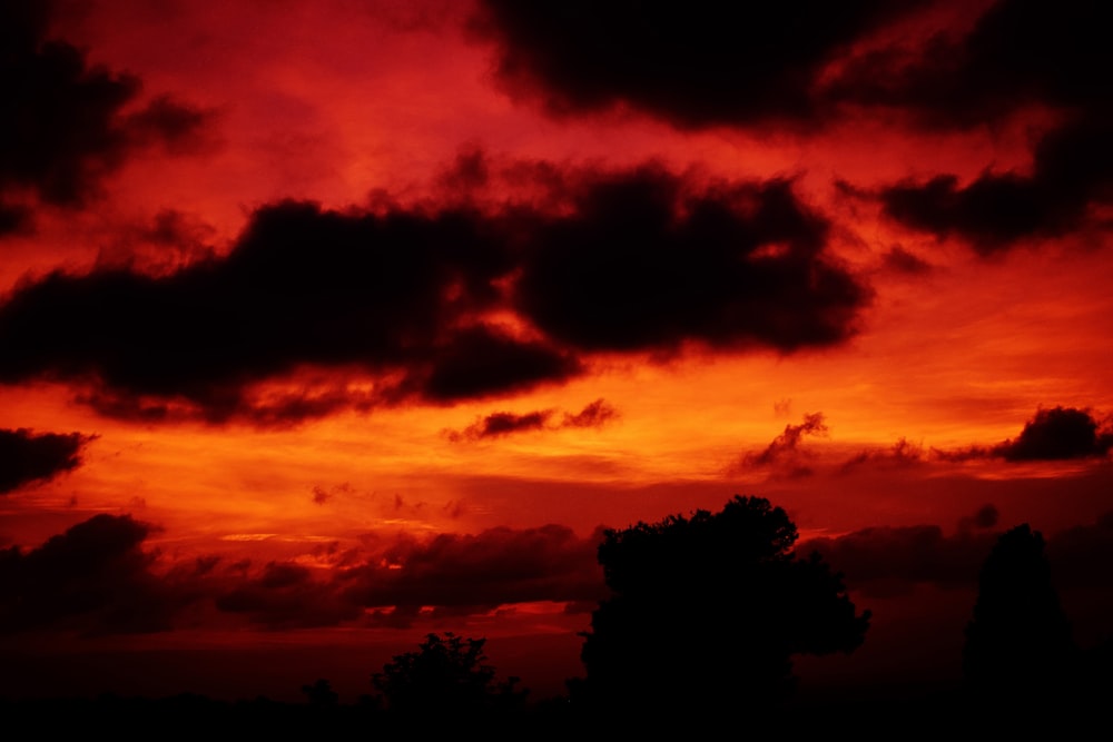 silhouette photography of trees