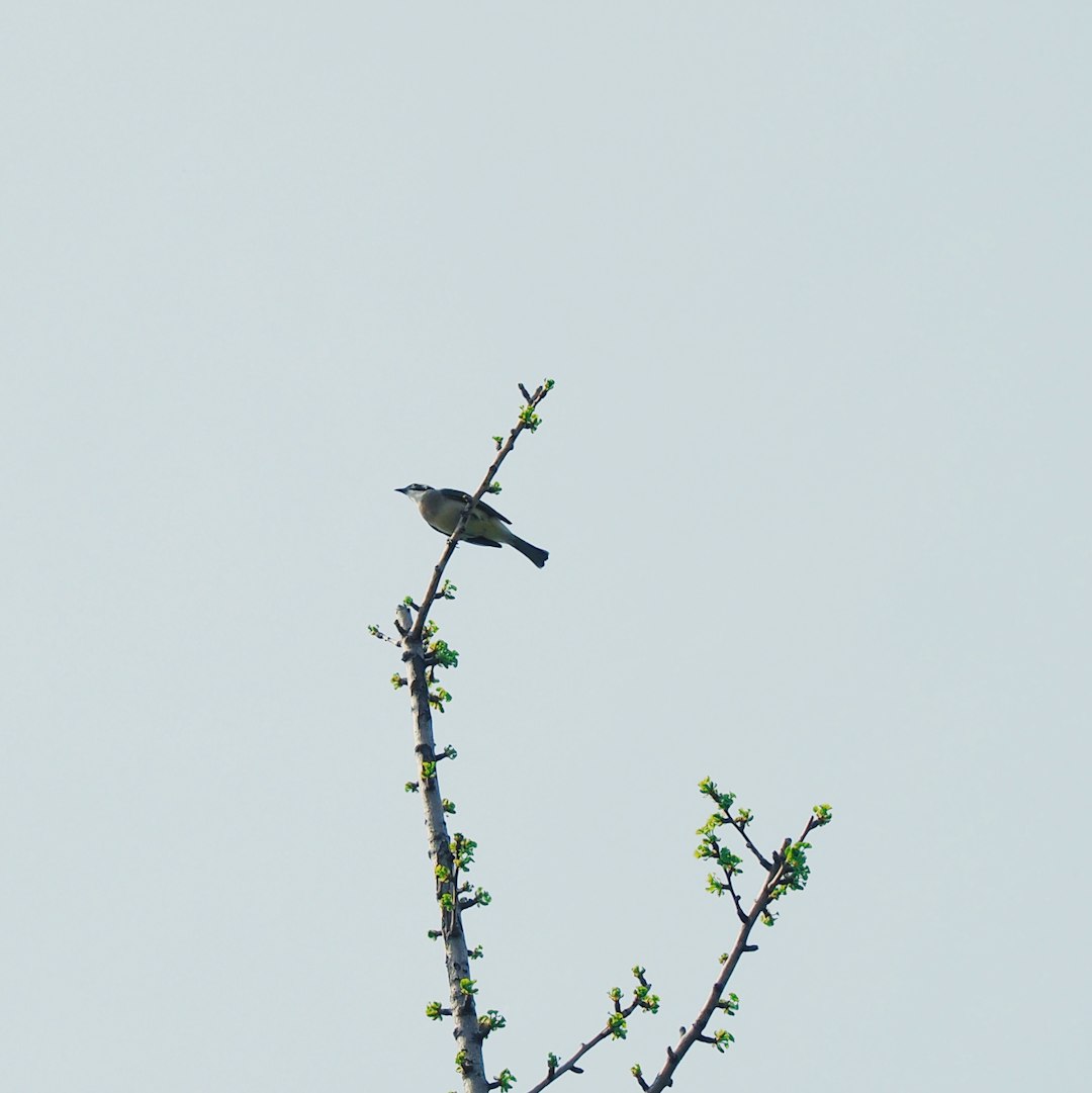 worm's-eye view of bird on tree branch