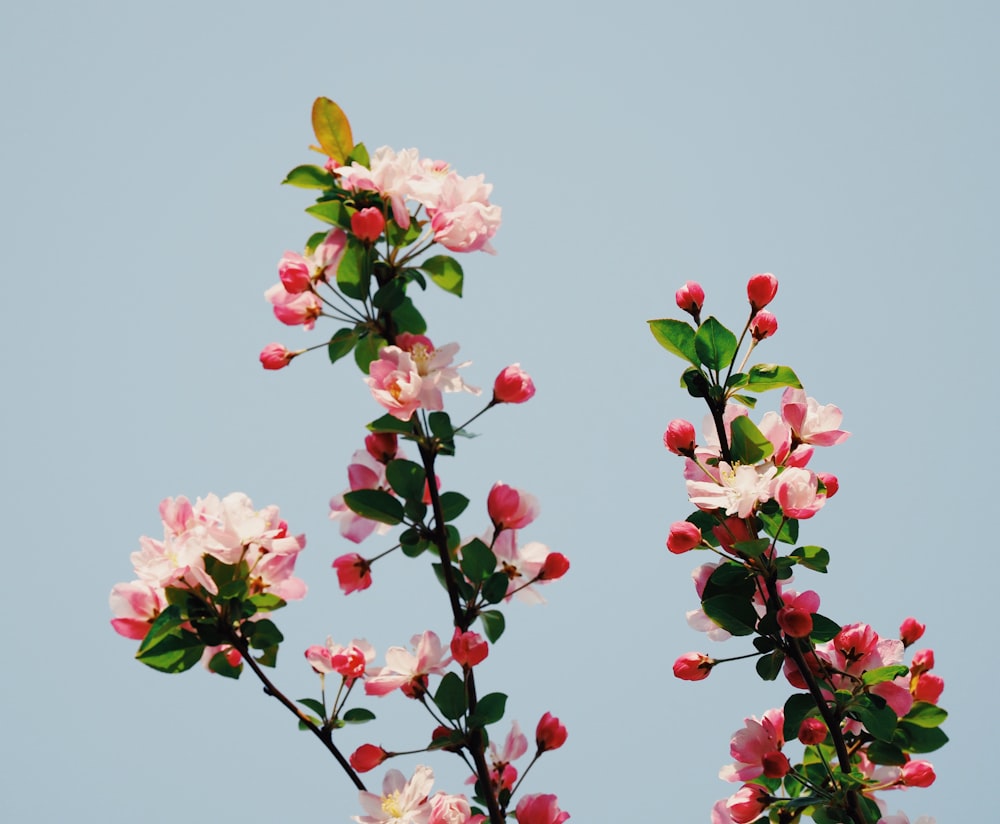 pink petaled flowers