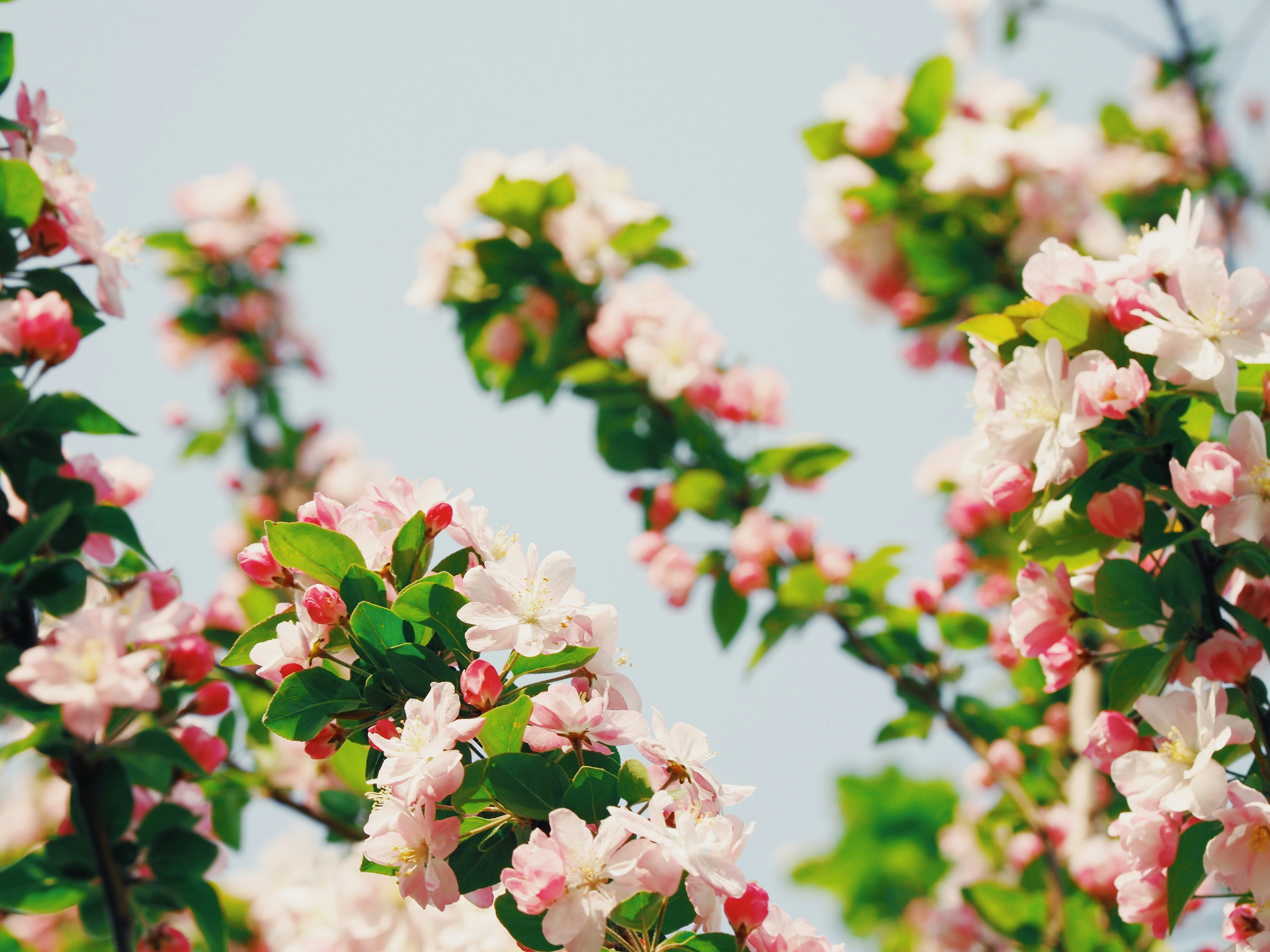 shallow focus photography of white and pink trees