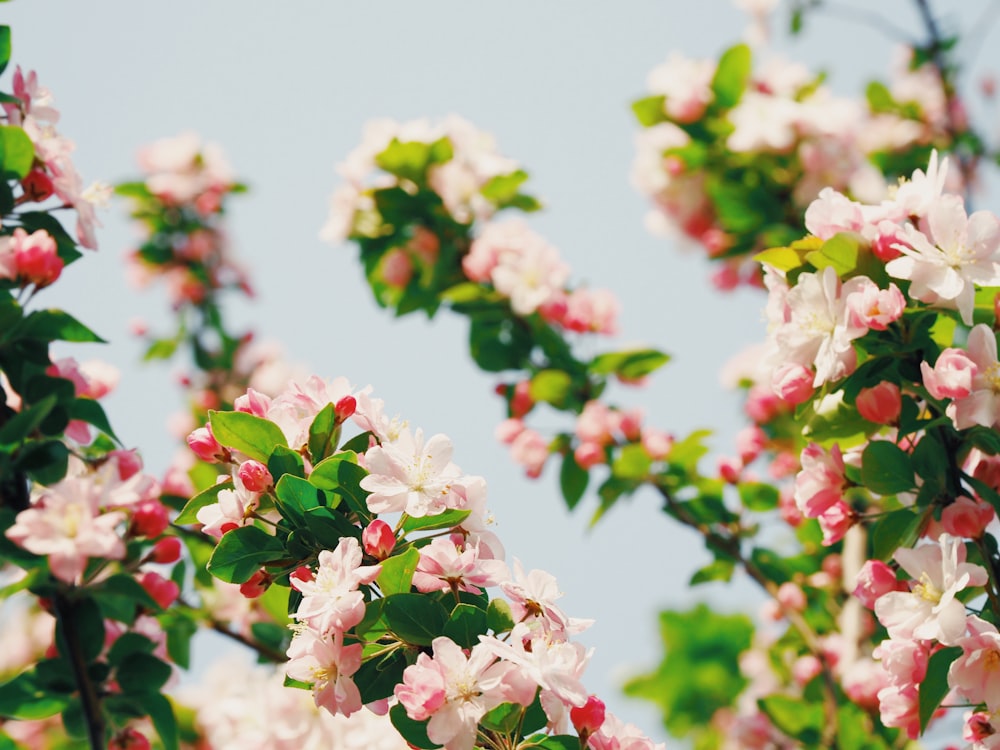 shallow focus photography of white and pink trees