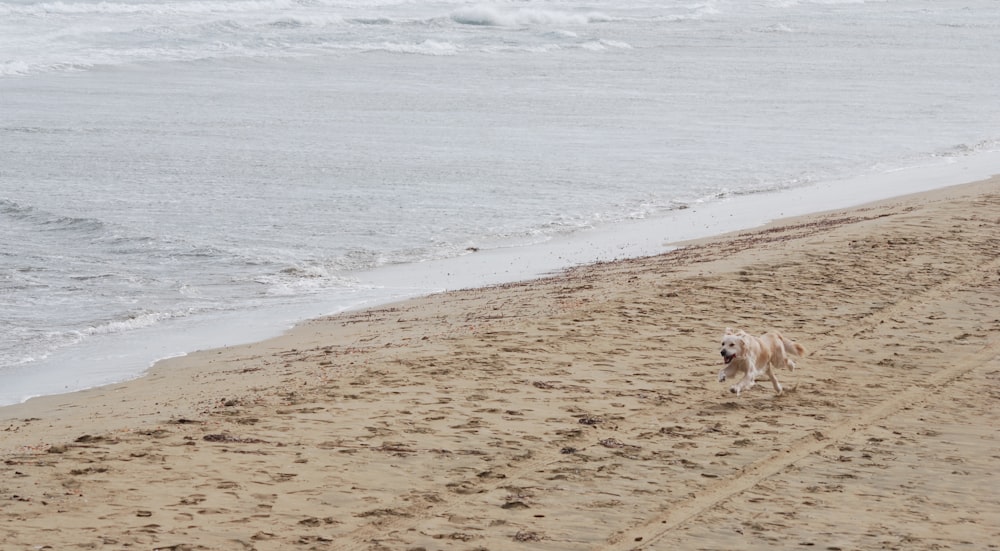 dog running near shoree
