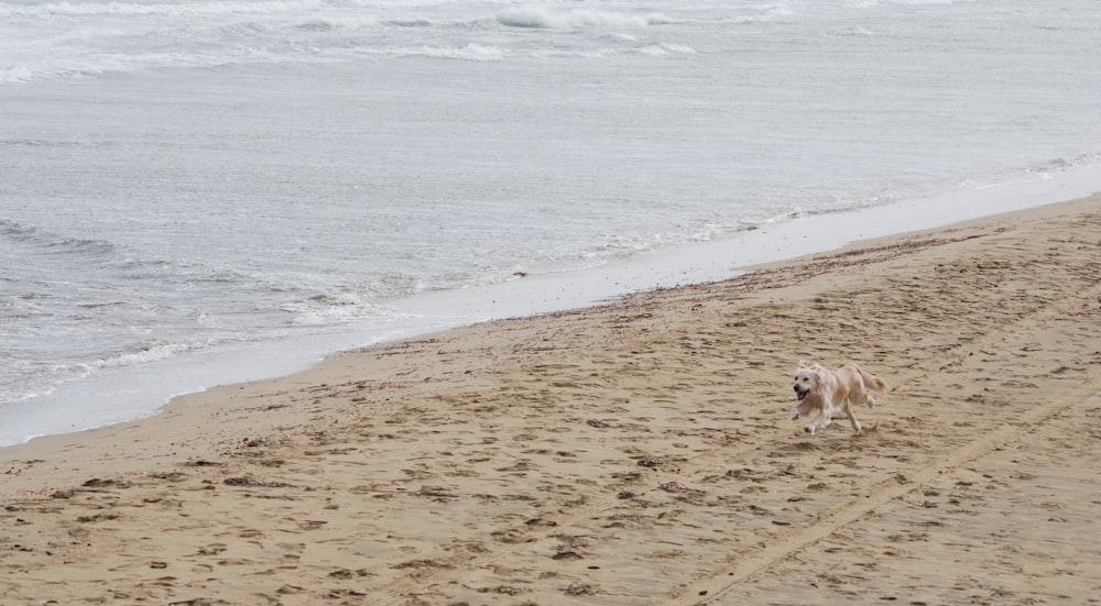 Perro corriendo cerca de Shoree