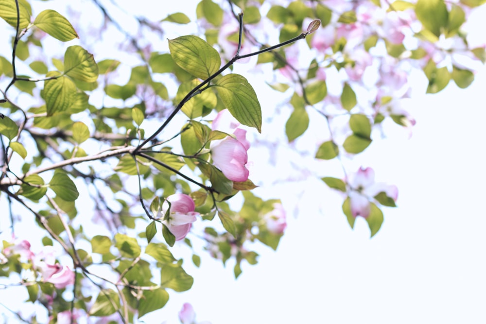 흰색과 분홍색 꽃잎이 달린 꽃의 클로즈업 사진