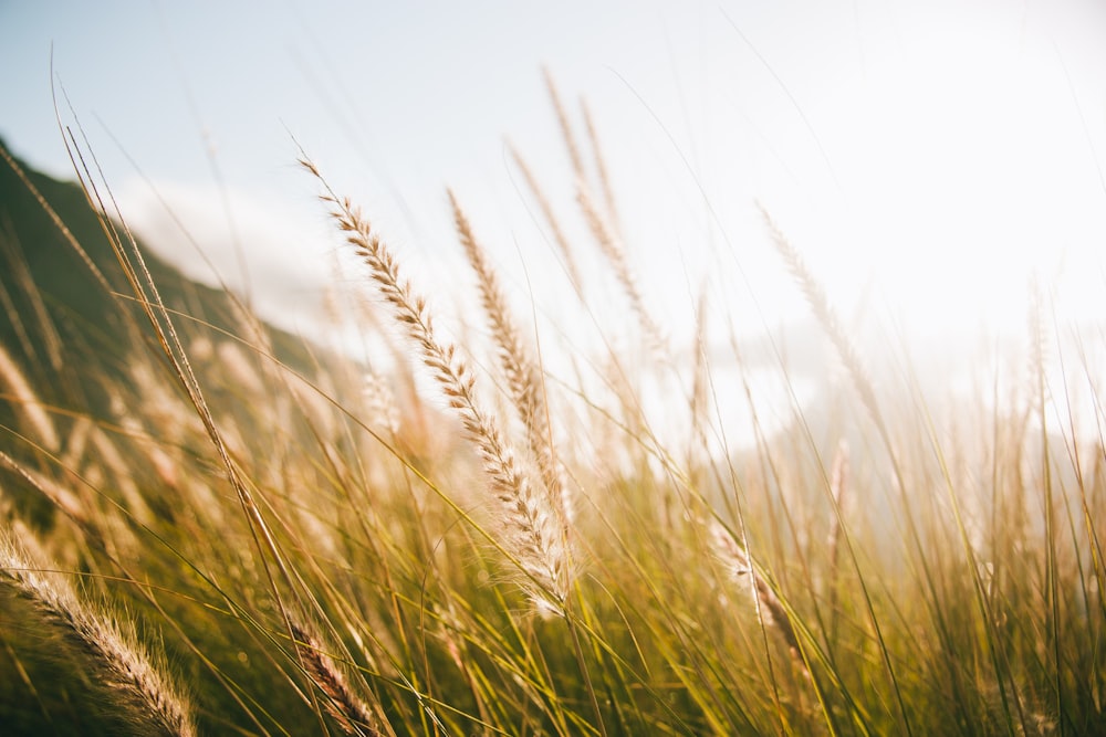 shallow focus photography of grains