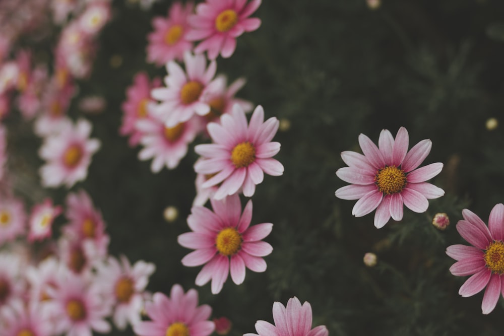 pink flower