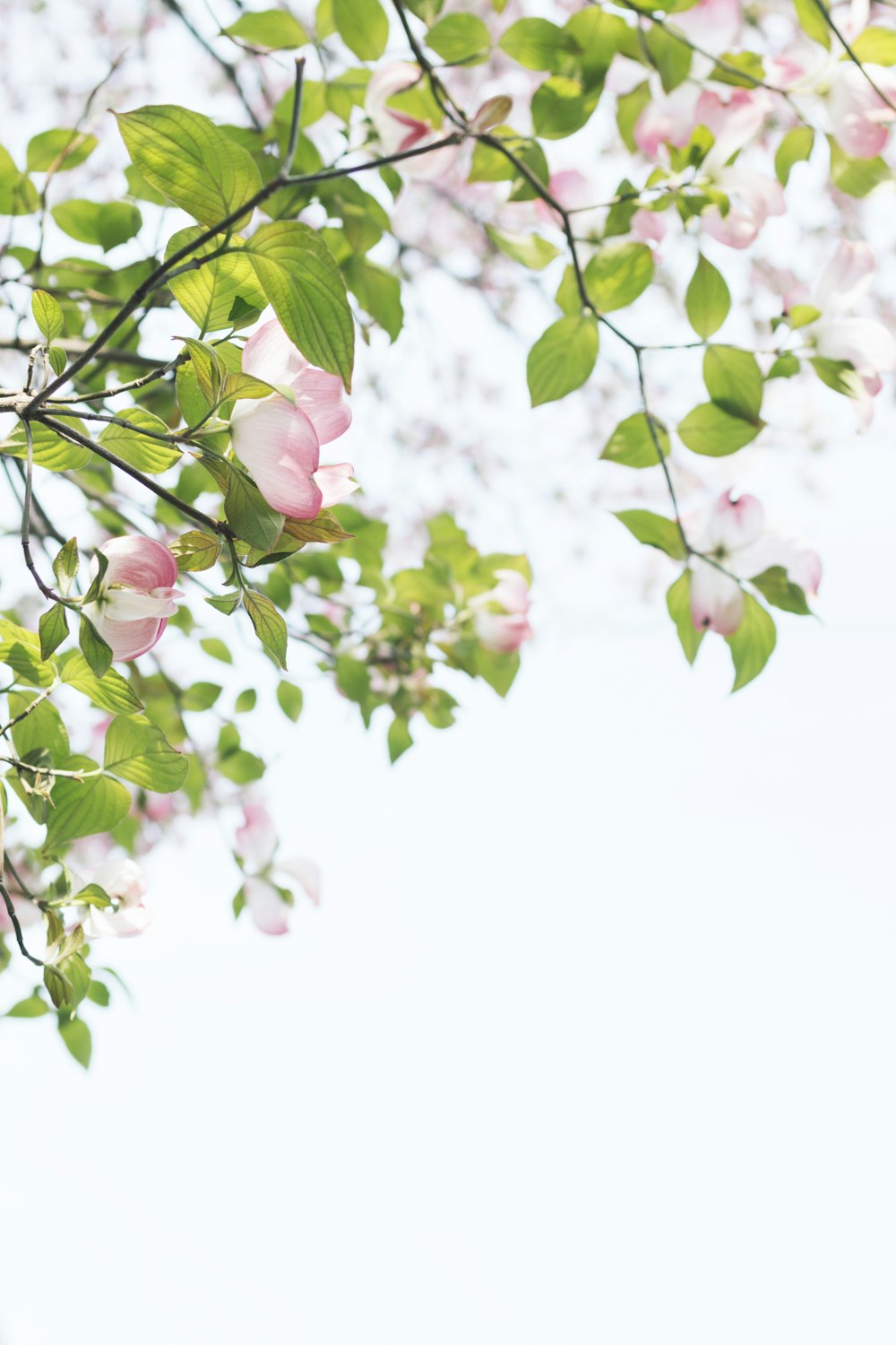 ピンクの花が咲く木の浅い焦点写真