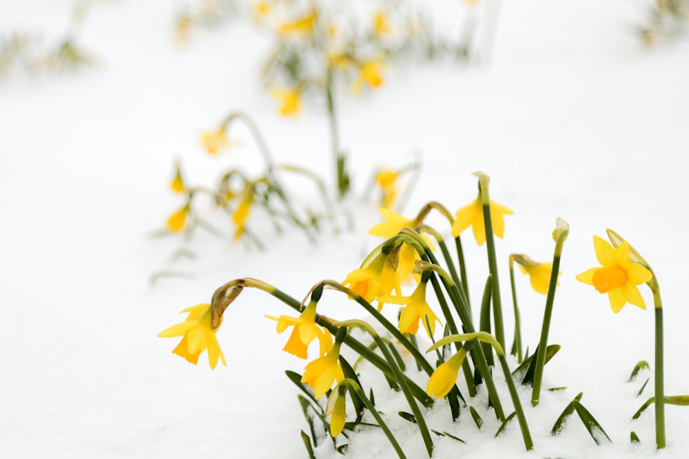 yellow daffodils covered in snow