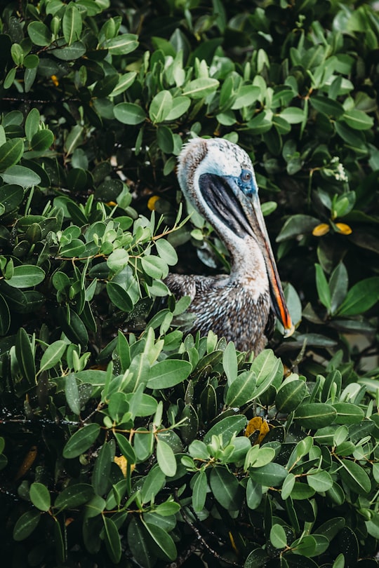 black and white bird on green plant in Galapagos Islands Ecuador