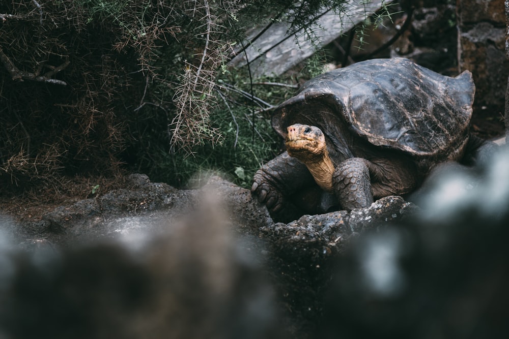 black and brown turtle