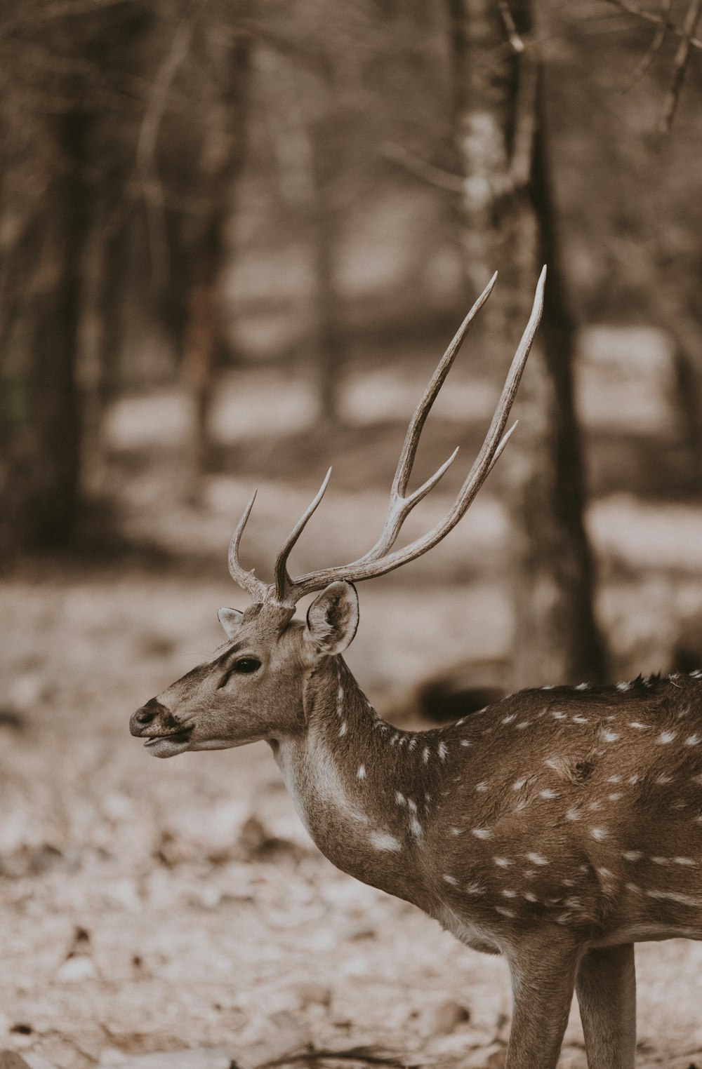 Cerf brun dans les bois