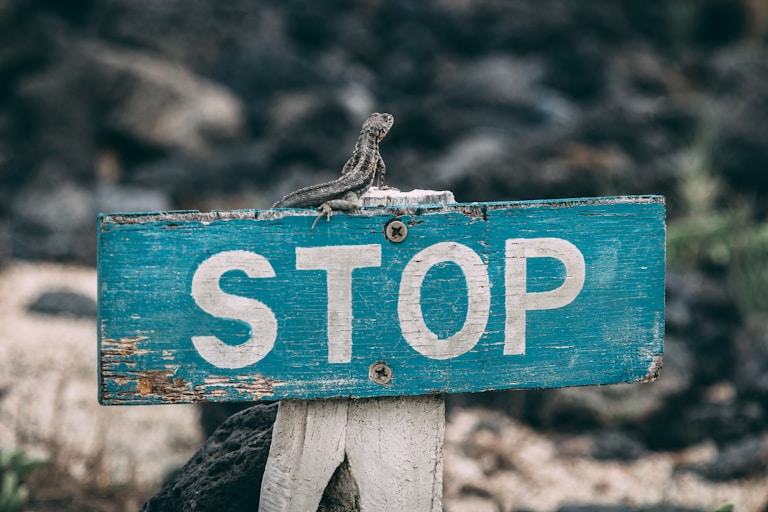 selective focus photography of stop road sign
