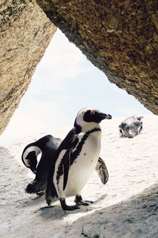 Two African penguins at Boulders Beach