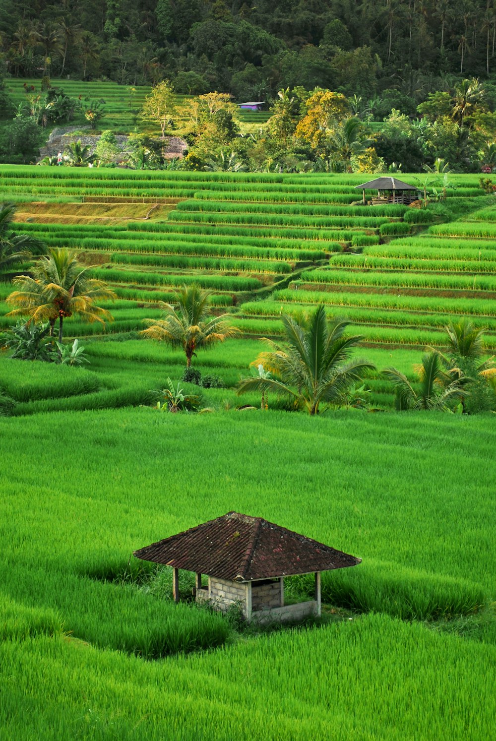 Vista panorâmica da casa cercada por campo de grama