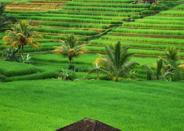 bird's-eye view of house surrounded by grass field