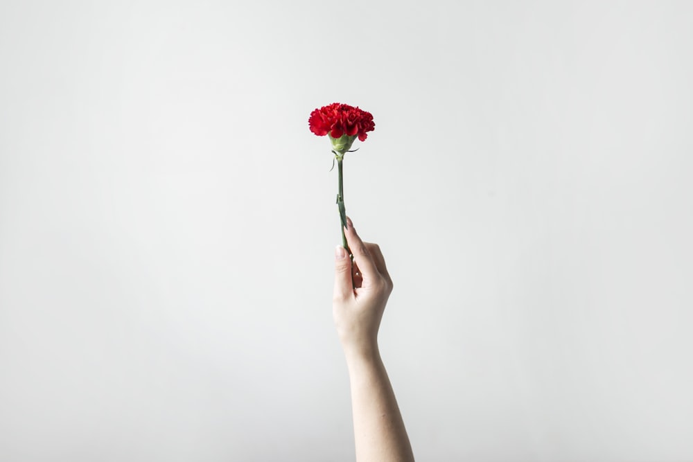 Die Hand der rechten Person, die Blume hält