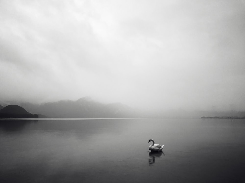 grayscale photo of swan on lake