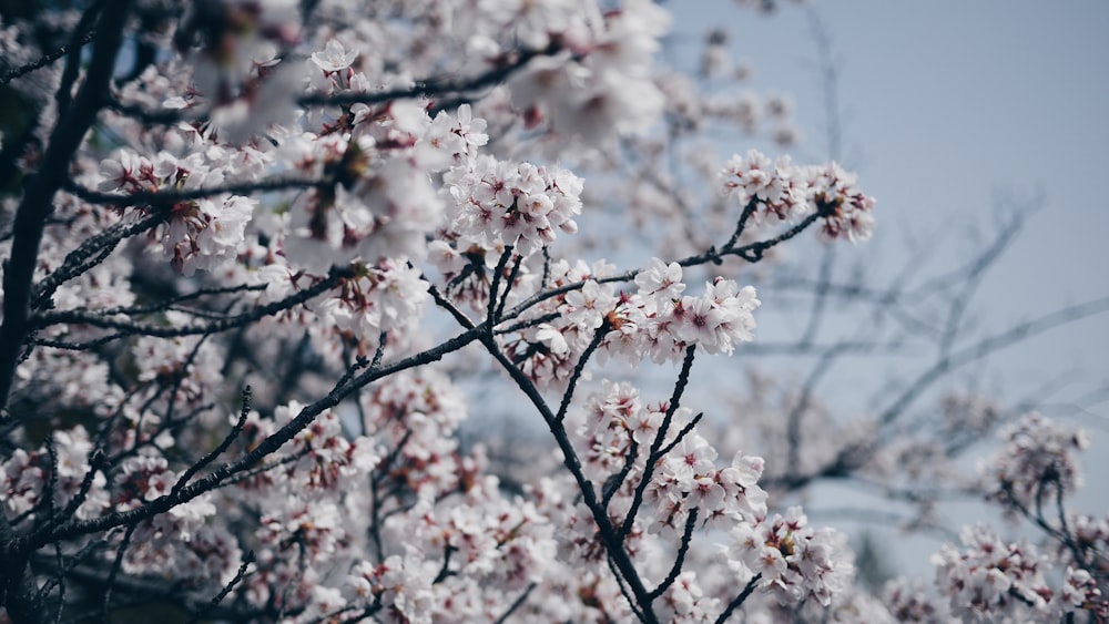 close-up photography of white flowering tree