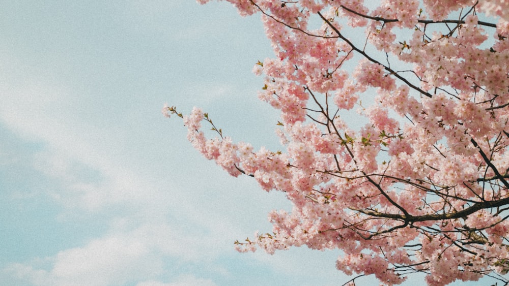 pink cherry blossoms during daytime