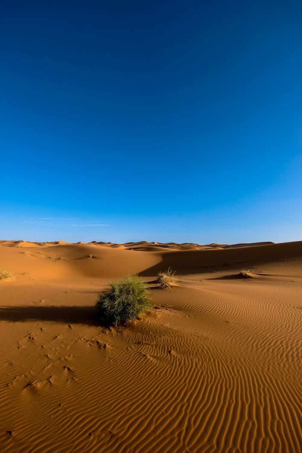 desert during daytime