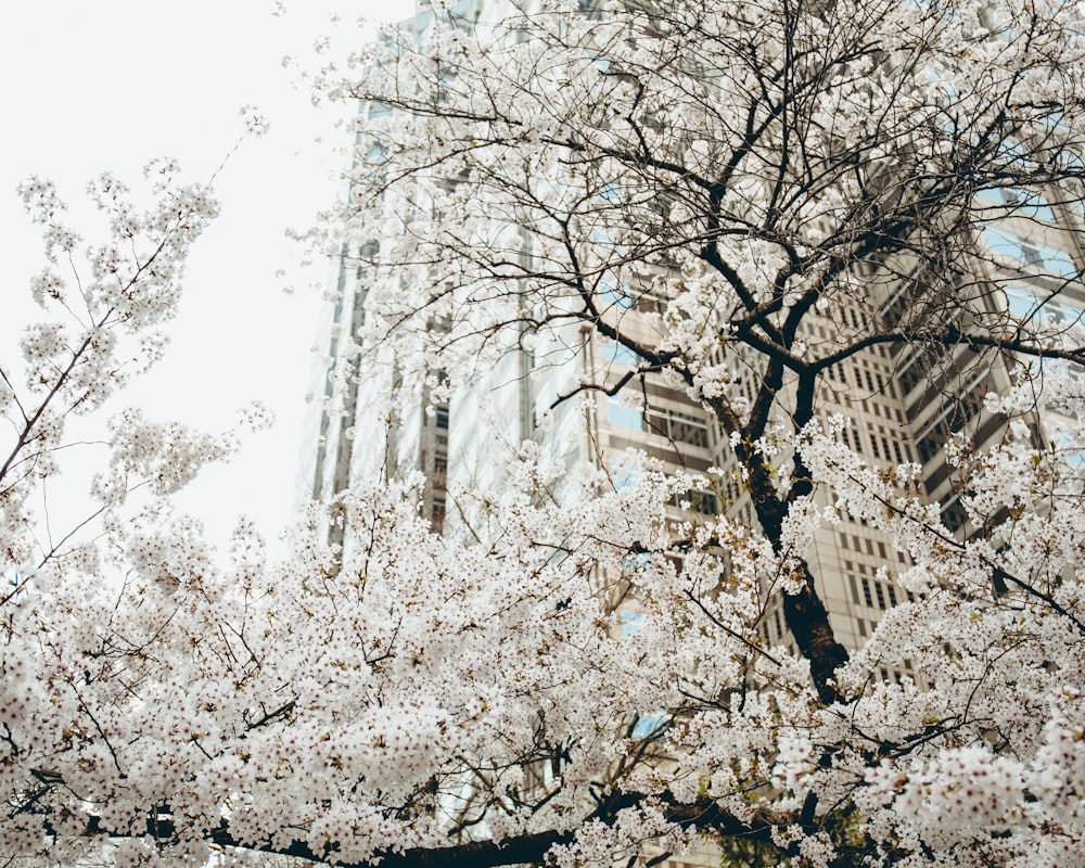 low angle photography of white cherry blossom tree