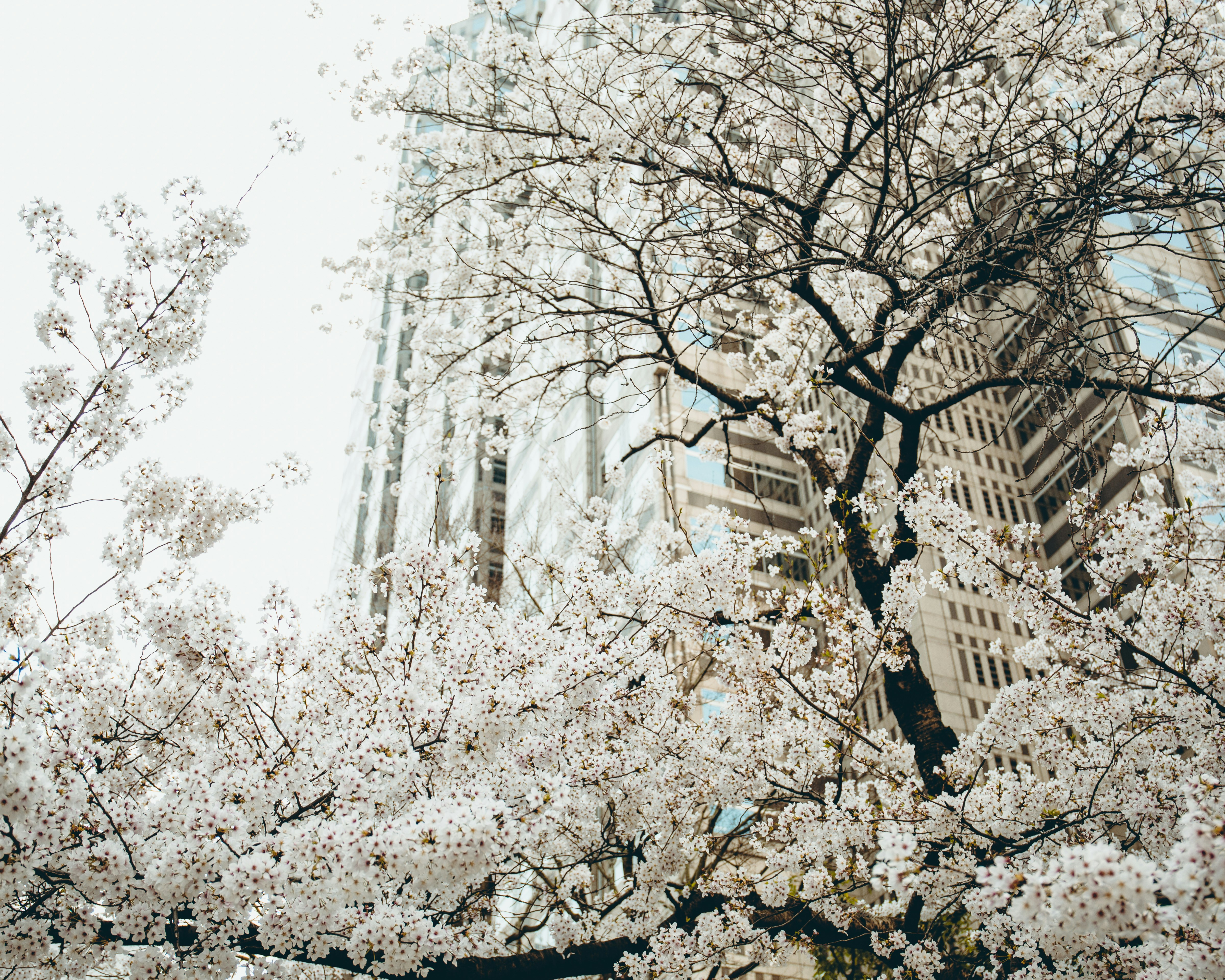low angle photography of white cherry blossom tree