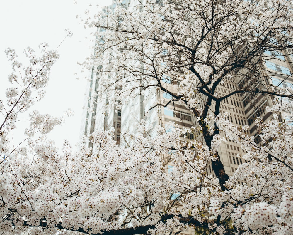 fotografia ad angolo basso dell'albero bianco del fiore di ciliegio