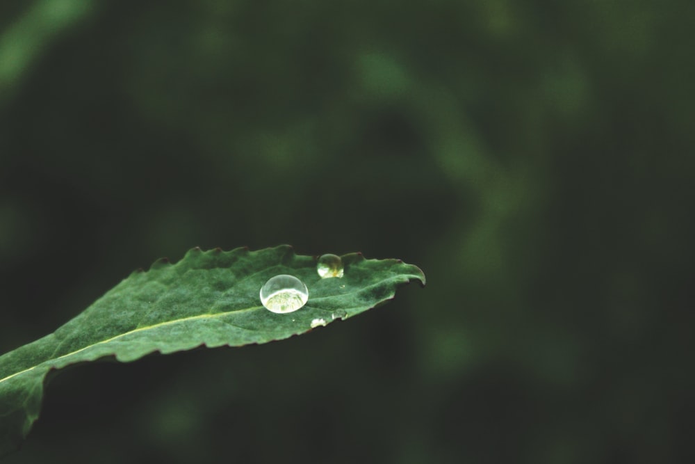 water dew on green leaf