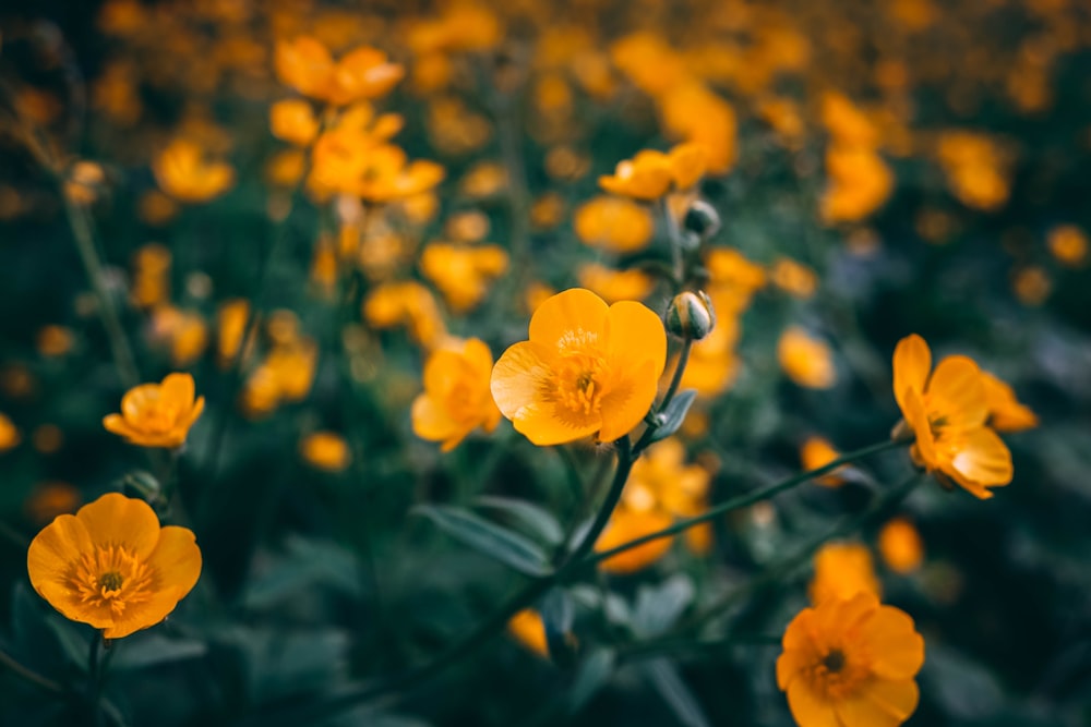 yellow flowers