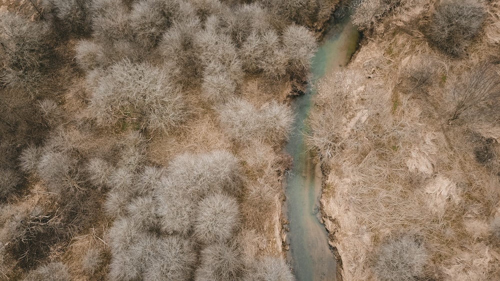 aerial photo of a white leaf trees