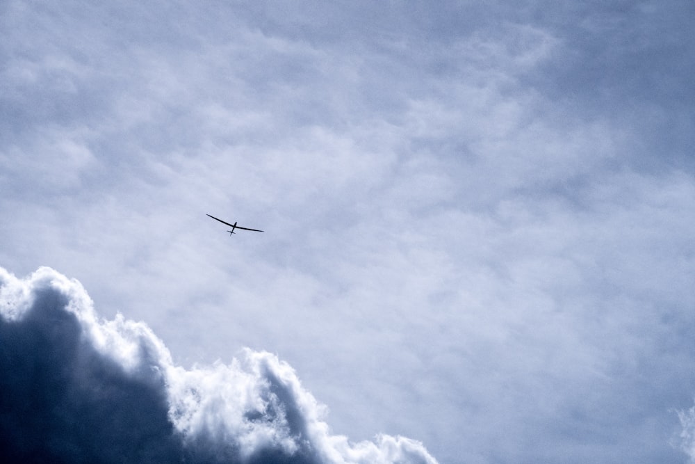bird flying through white clouds