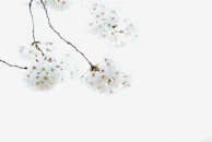 Artistic nails with hand-painted cherry blossoms, capturing delicate beauty and precision.