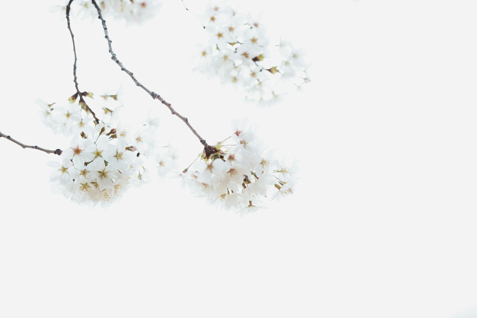 ZEISS Milvus 50mm F2 Macro sample photo. White petaled flowers on photography