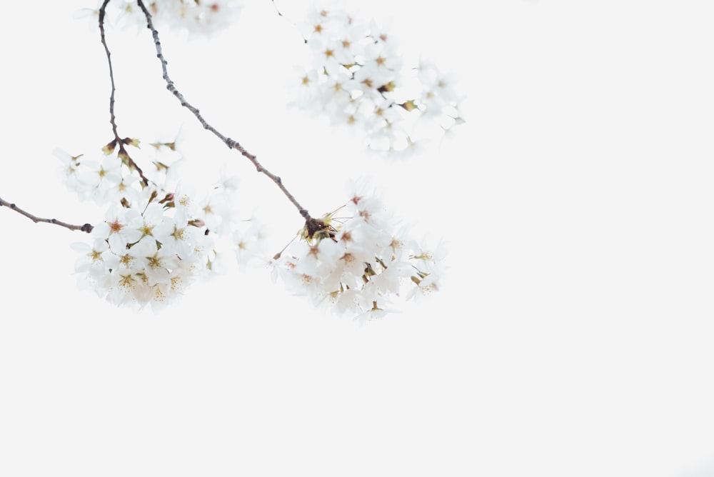white petaled flowers on snow