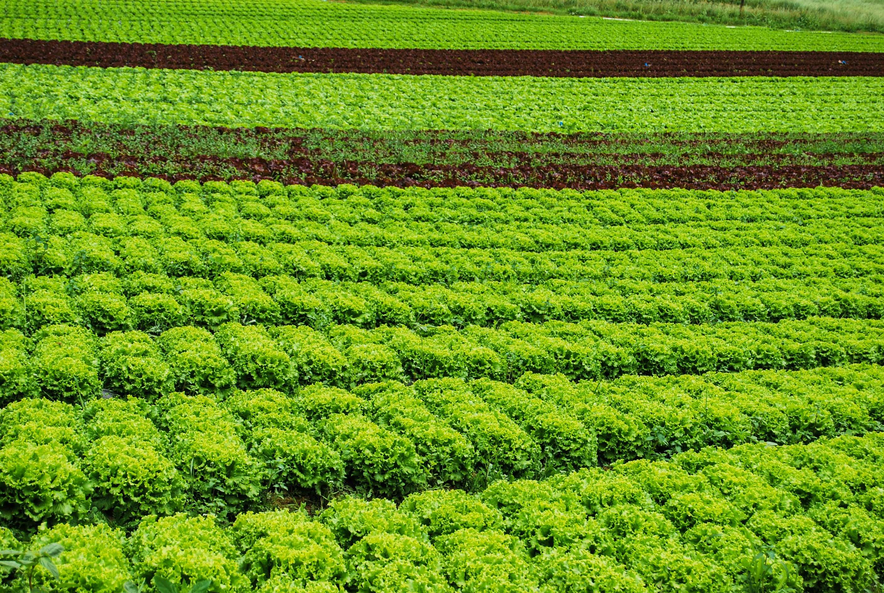 Lettuce field rows from above, dark green canopy, shadowed furrows between rows
