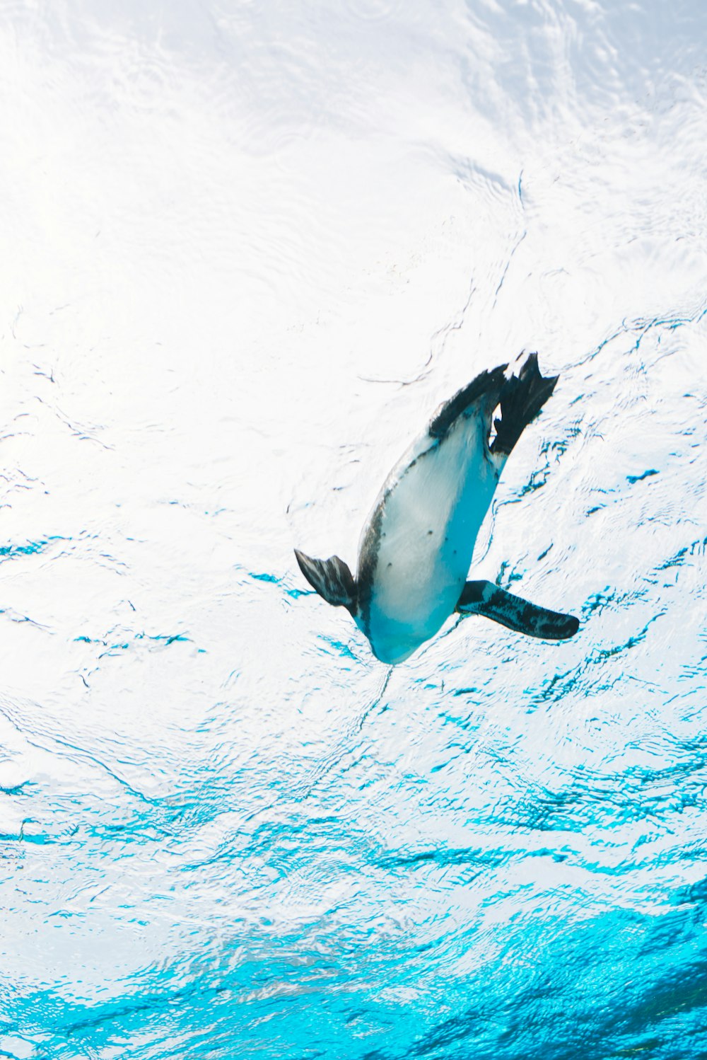 low angle photography of swimming penguin