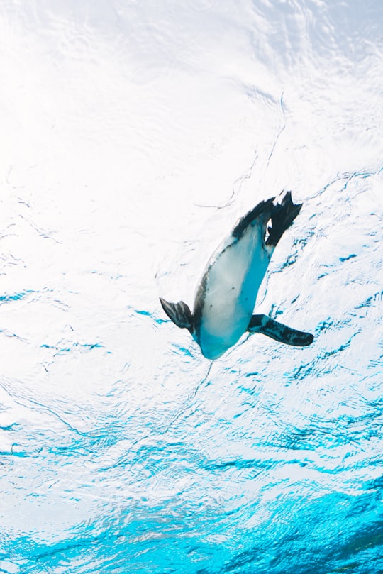 low angle photography of swimming penguin in Sunshine City Aquarium Japan