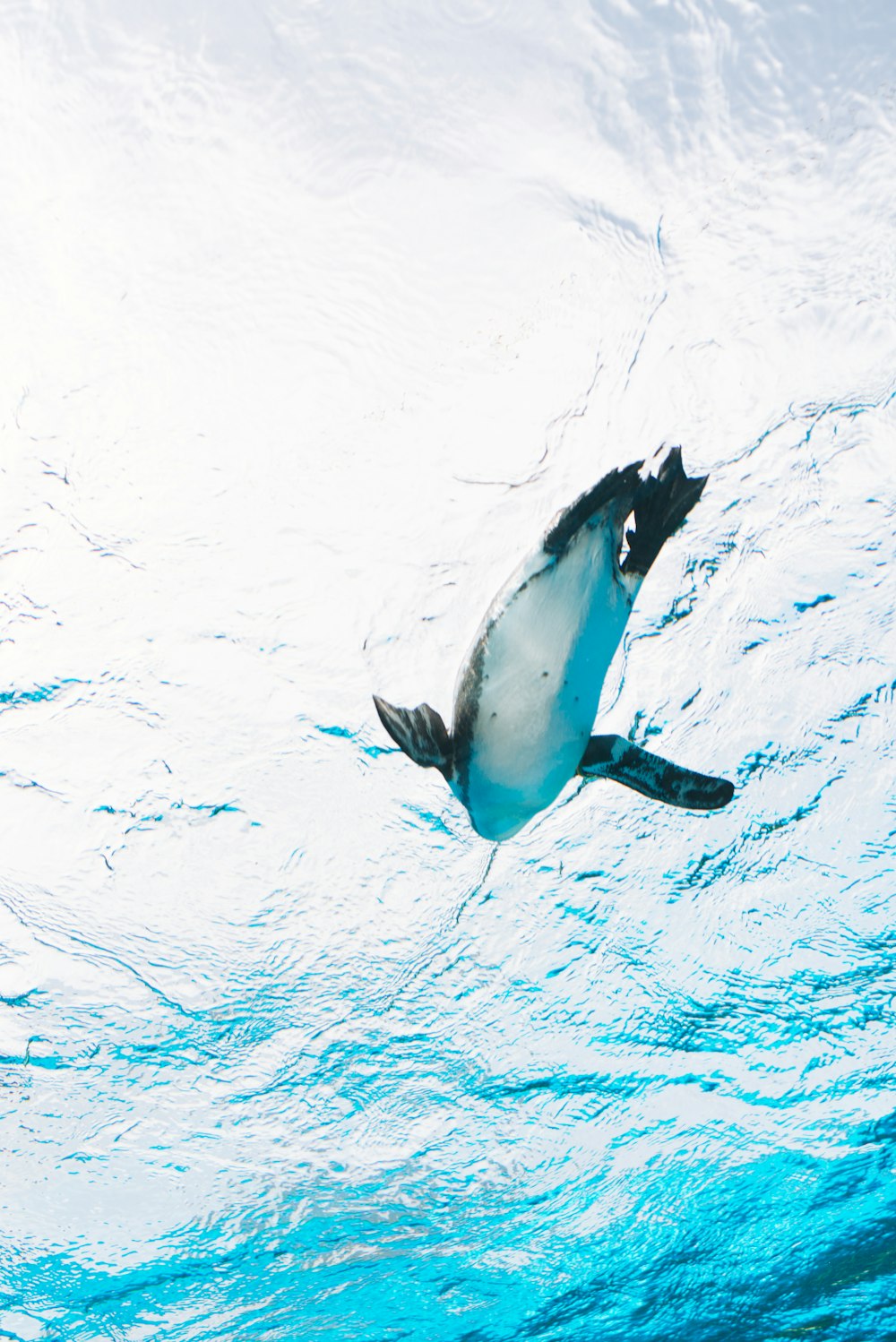 Fotografía de ángulo bajo de pingüino nadando