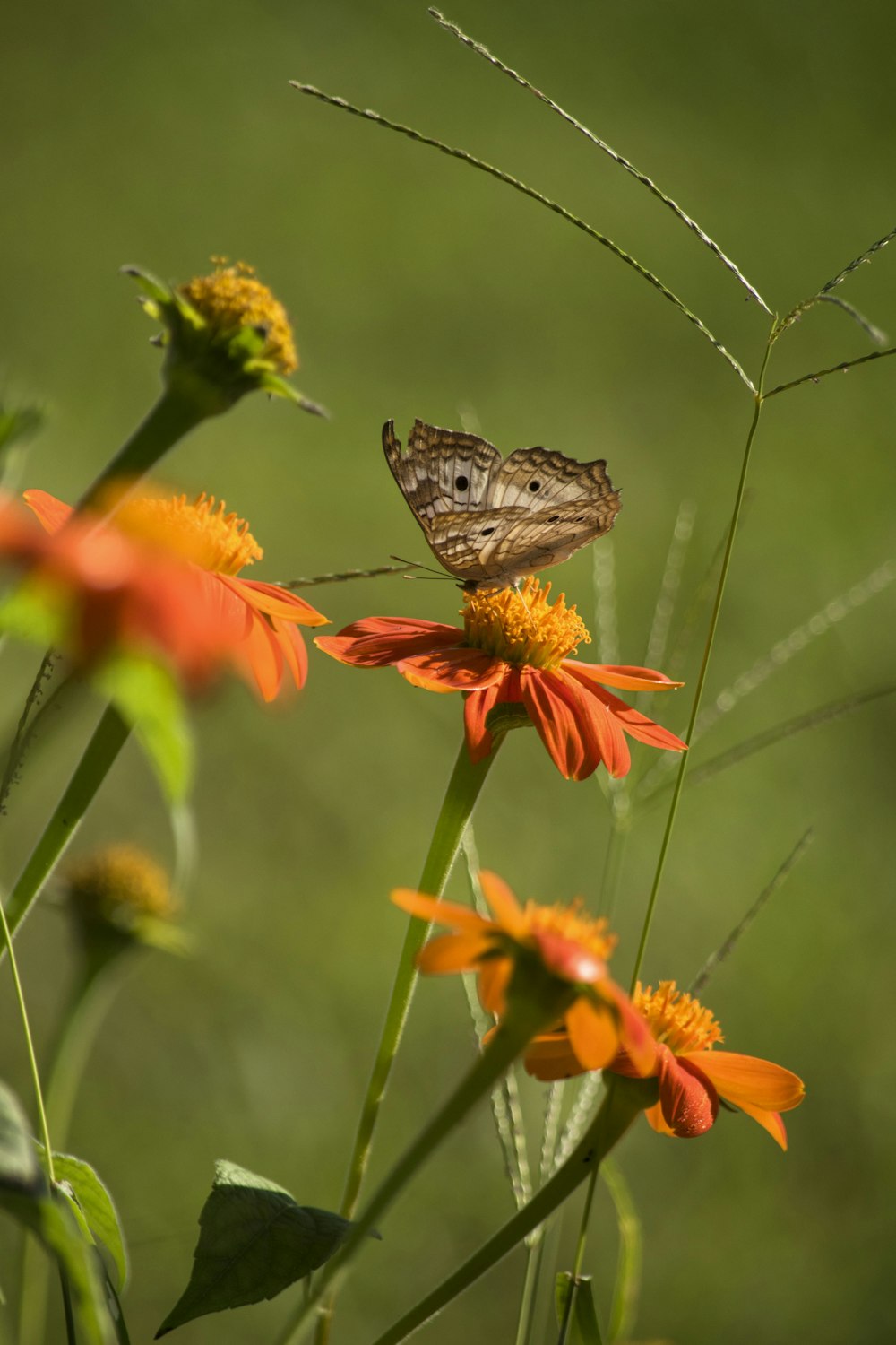 selective focus photography of butterfly on flower