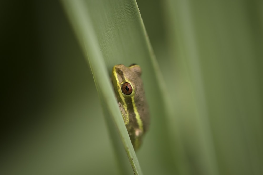 macro photography of green and gray frog