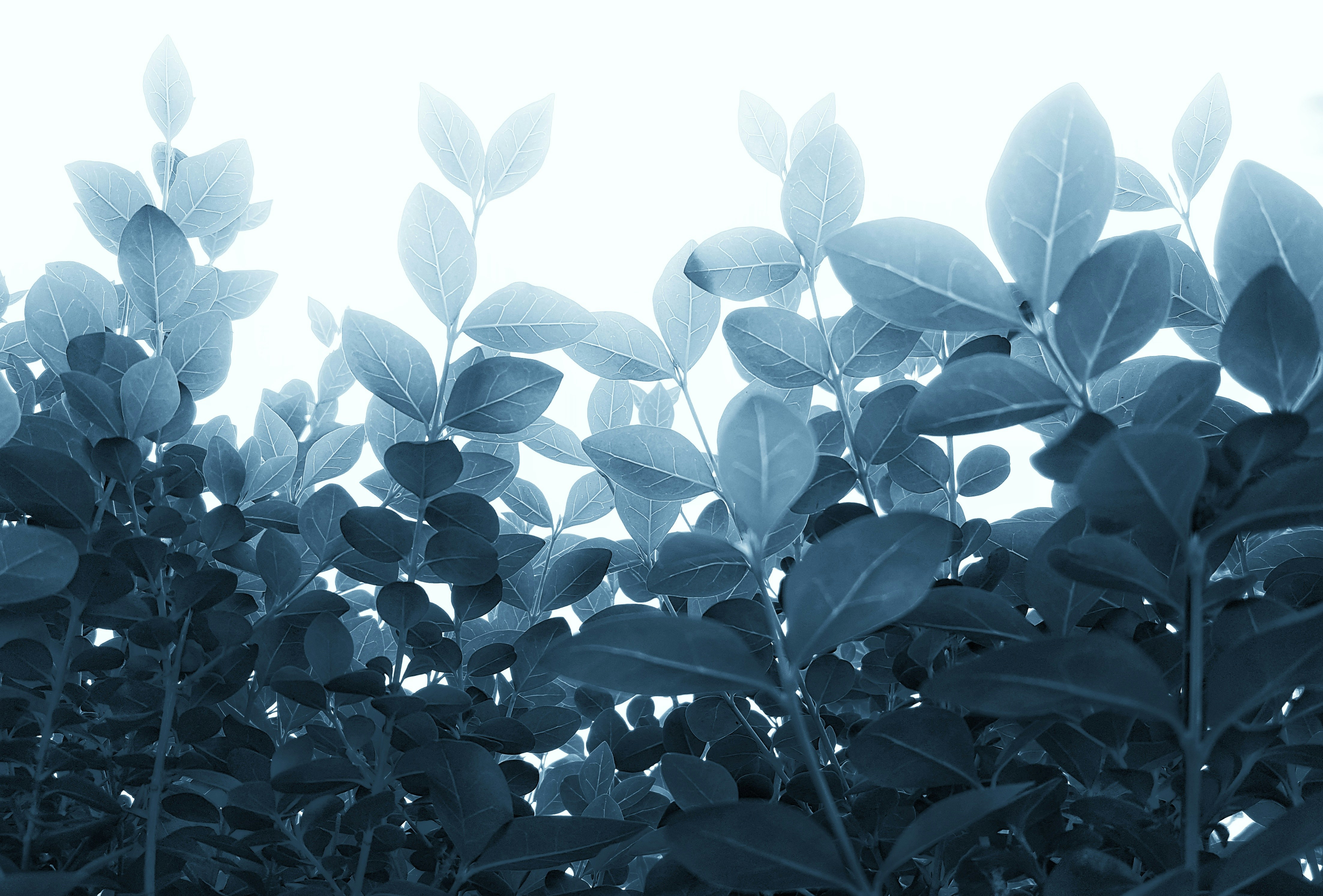 Photo by hasanalmasi