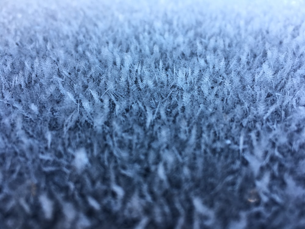grama coberta de neve