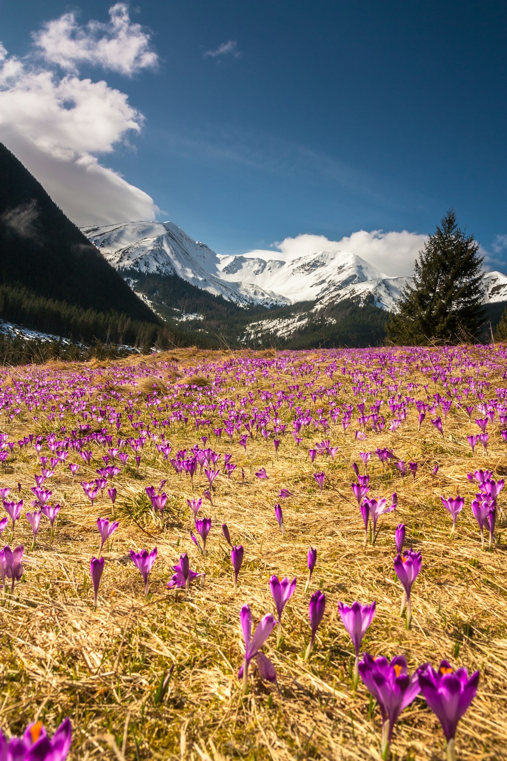 champ de fleurs pourpres près de la forêt de pins verts