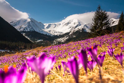 selective focus photography of purple petaled flower Poland