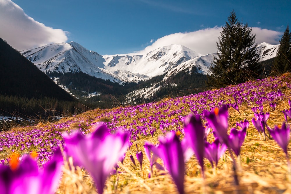 Photographie sélective de la fleur aux pétales violets