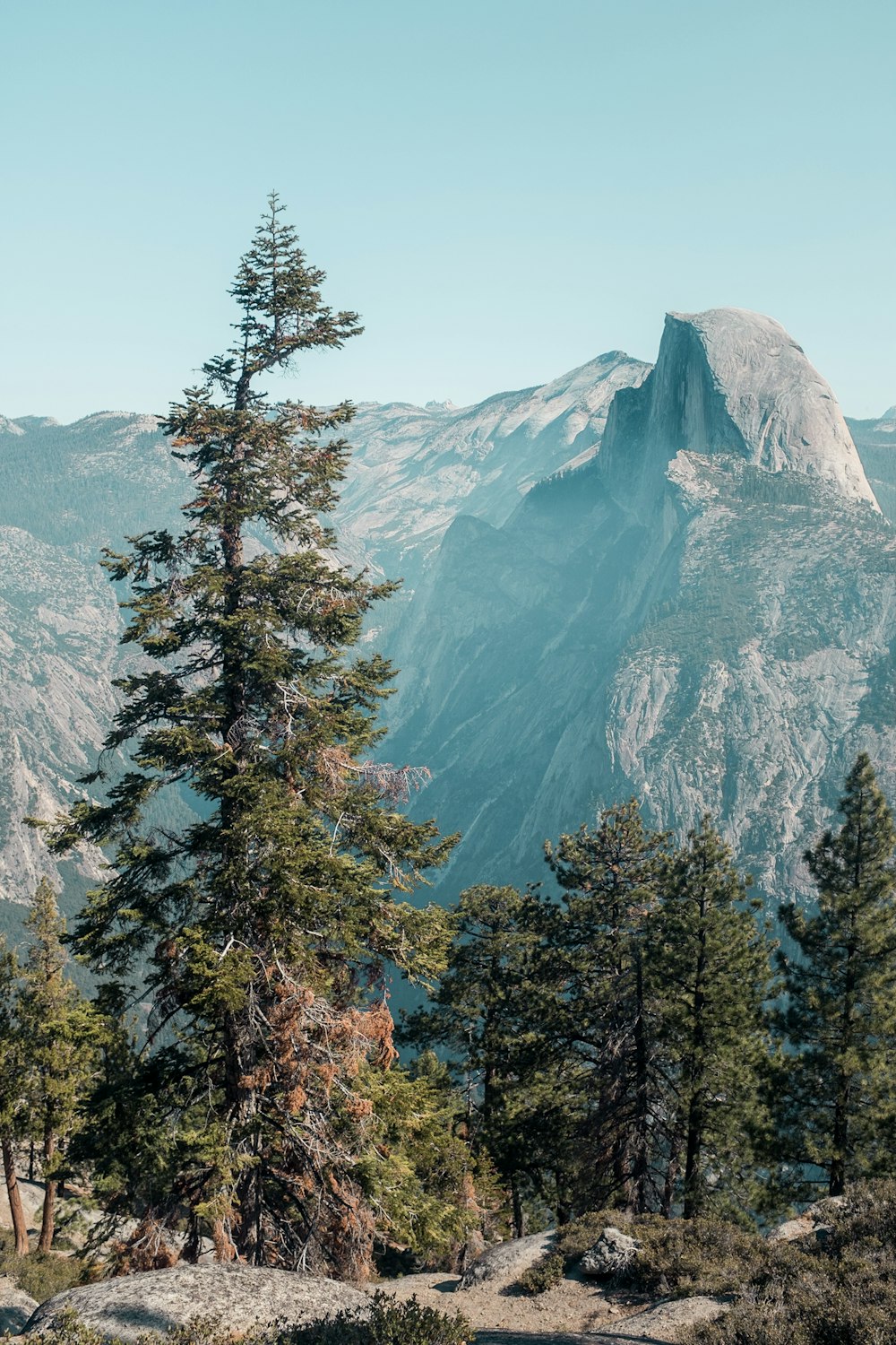 pine trees near mountain