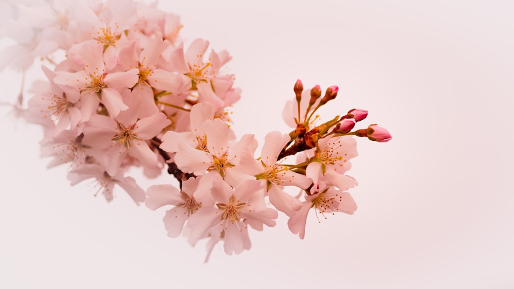 flor de cerezo rosa