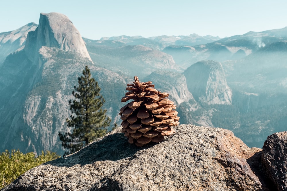 acorn on rock background of mountain