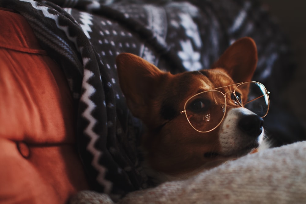 an and white dog wearing eyeglasses